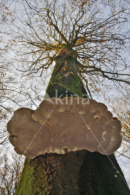 Echte tonderzwam (Fomes fomentarius)