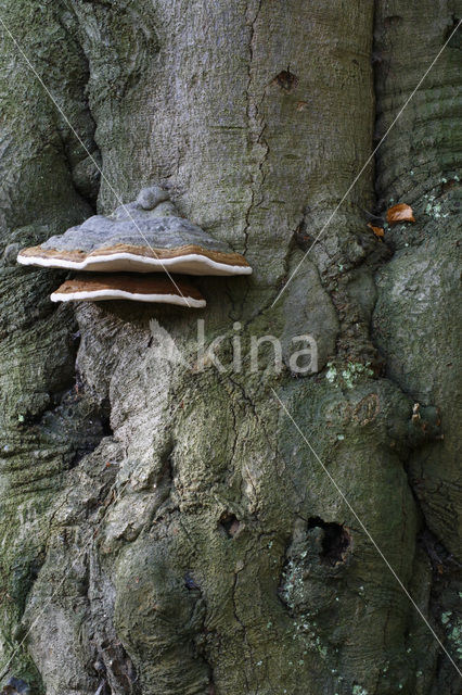 Echte tonderzwam (Fomes fomentarius)