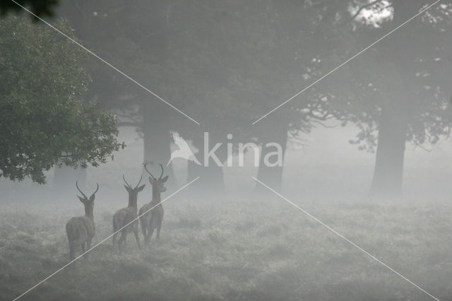 Red Deer (Cervus elaphus)