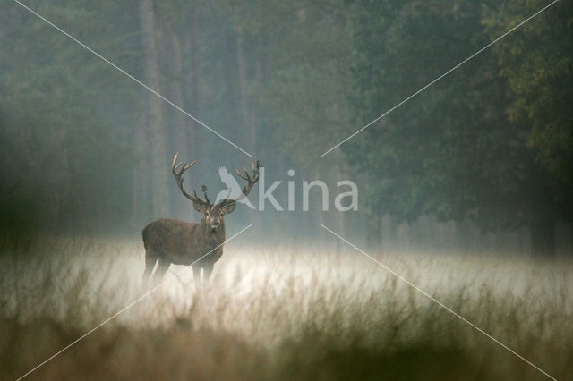 Edelhert (Cervus elaphus)