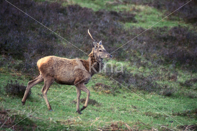 Edelhert (Cervus elaphus)