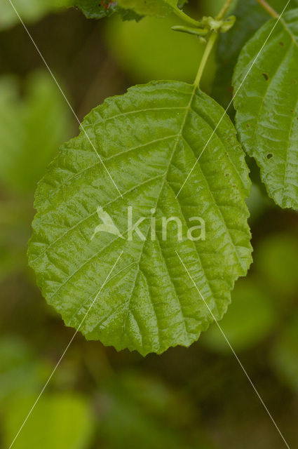 Els (Alnus spec. )