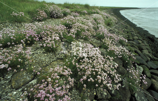 Engels gras (Armeria maritima)