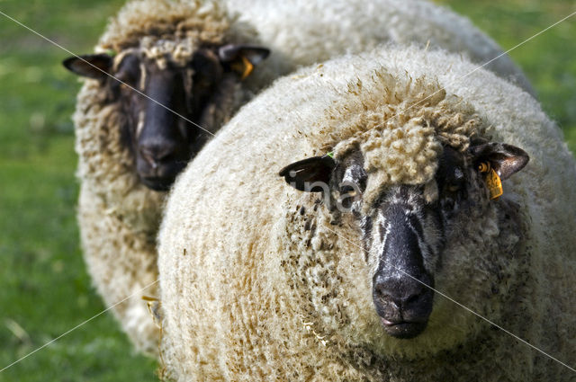 Entre Sambre et Meuse (Ovis domesticus)