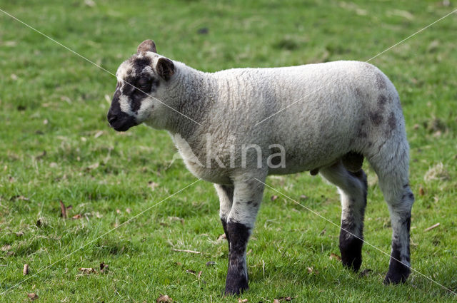 Entre Sambre et Meuse (Ovis domesticus)