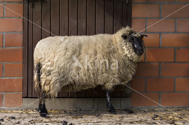 Entre Sambre et Meuse (Ovis domesticus)