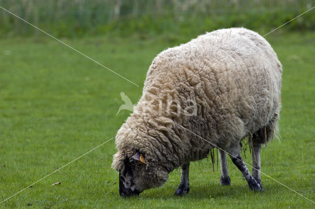 Entre Sambre et Meuse (Ovis domesticus)