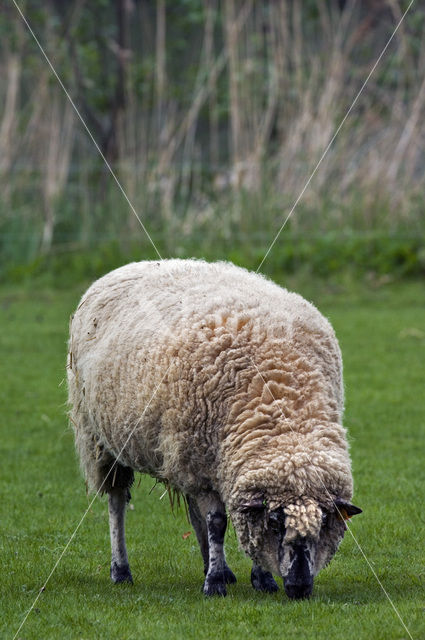 Entre Sambre et Meuse (Ovis domesticus)