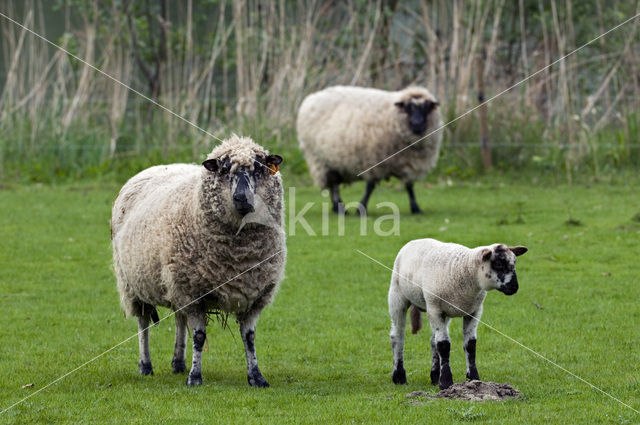 Entre Sambre et Meuse (Ovis domesticus)