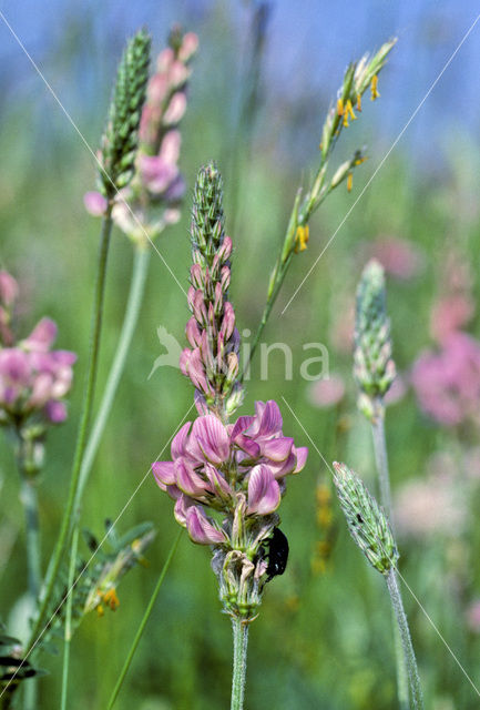 Esparcette (Onobrychis viciifolia)