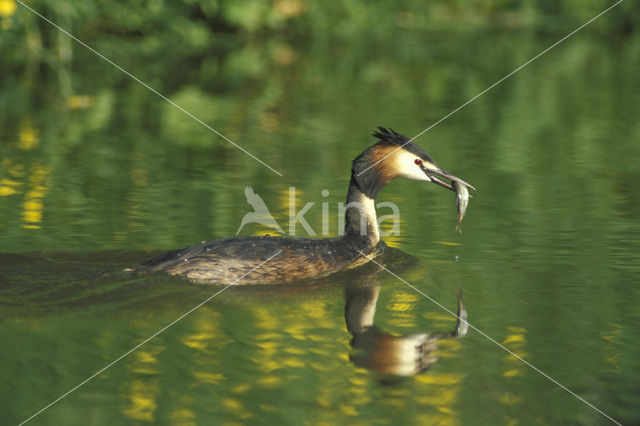 Fuut (Podiceps cristatus)