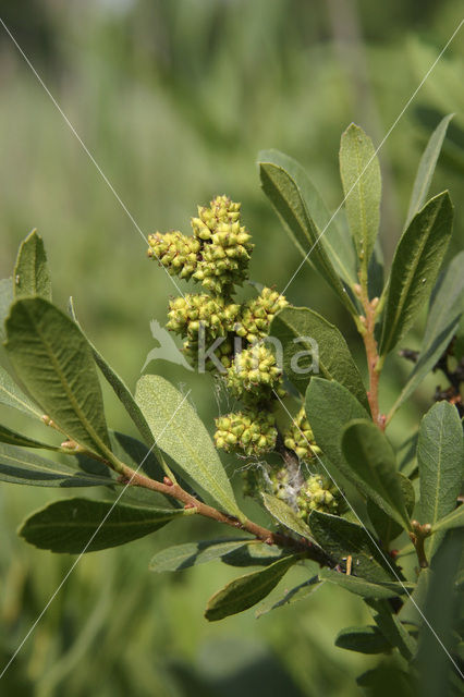 Gagel (Myrica)