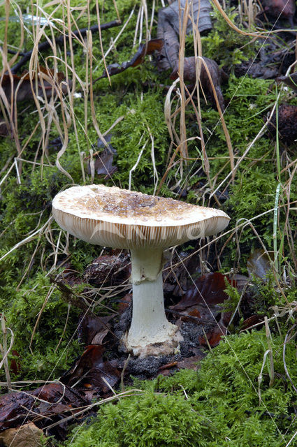 Gele knolamaniet (Amanita citrina)