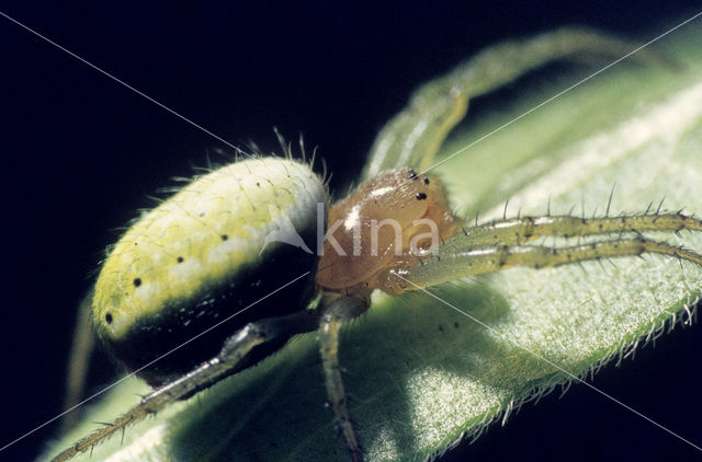 Gewone komkommerspin (Araniella cucurbitina)