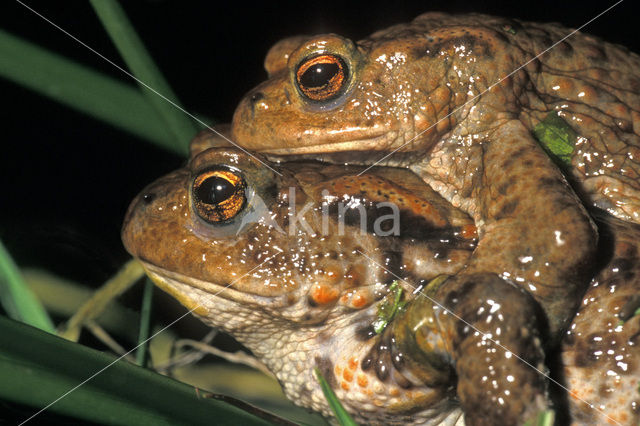 Gewone pad (Bufo bufo)