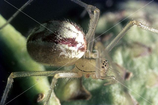 Gewone tandkaak (Enoplognatha ovata)