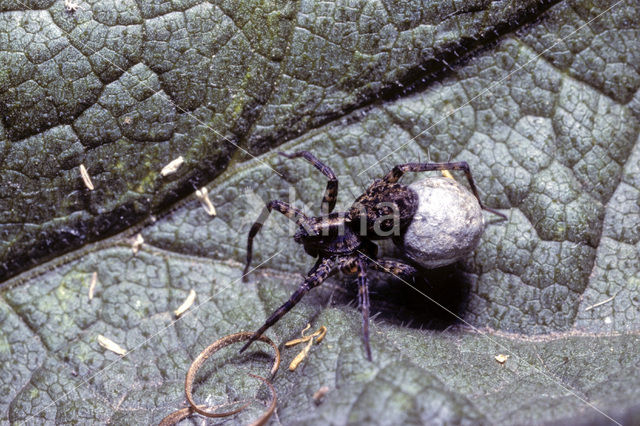 Gewone wolfspin (Pardosa pullata)