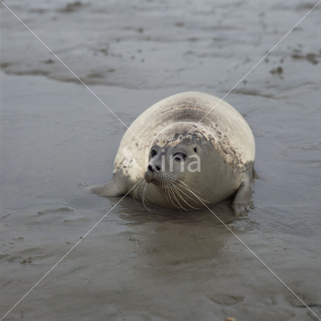 Gewone zeehond (Phoca vitulina)