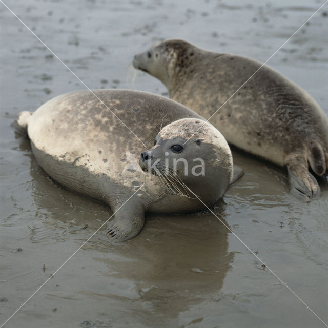 Gewone zeehond (Phoca vitulina)