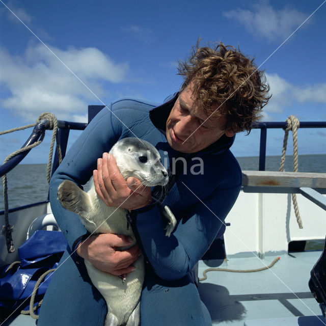 Gewone zeehond (Phoca vitulina)