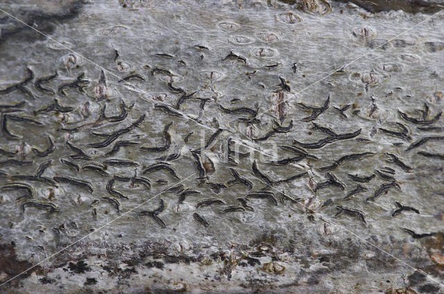 Common script lichen (Graphis scripta)