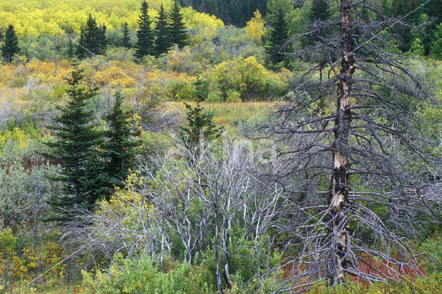 Glacier National Park