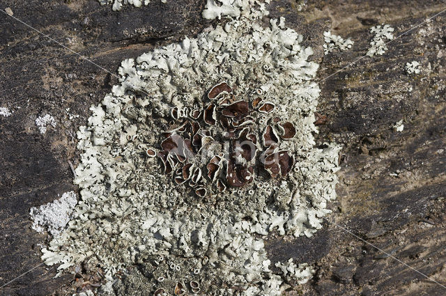 Granietschildmos (Xanthoparmelia conspersa)