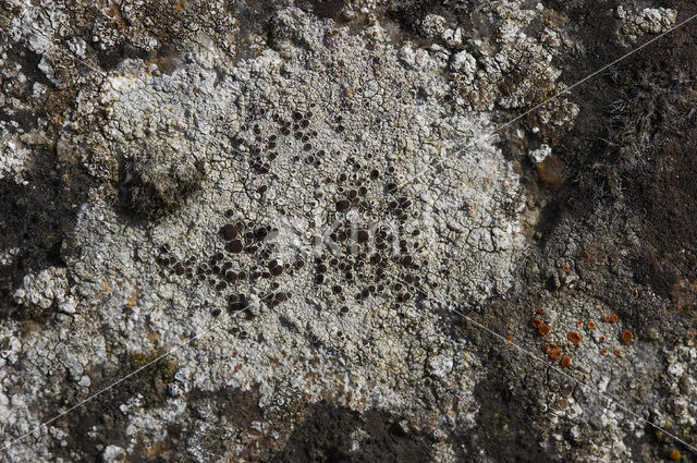 Lecanora gangaleoides