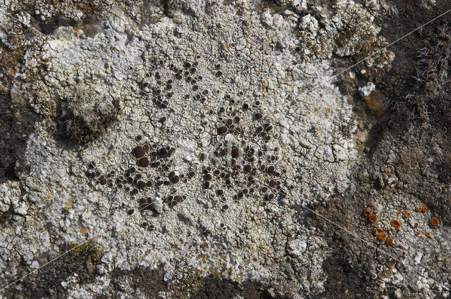 Granietschotelkorst (Lecanora gangaleoides)