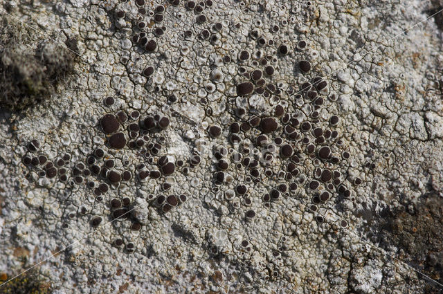 Granietschotelkorst (Lecanora gangaleoides)