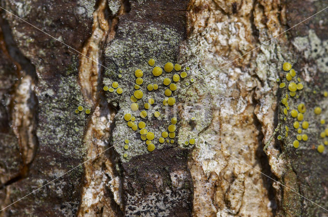 Gray-rimmed firedot lichen (Caloplaca cerina)