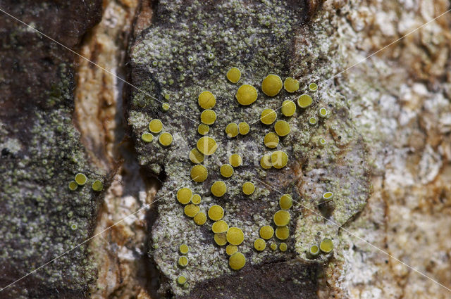 Gray-rimmed firedot lichen (Caloplaca cerina)