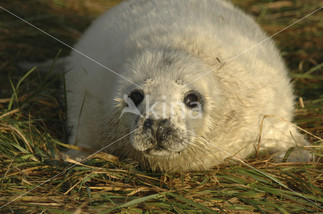 Grijze zeehond