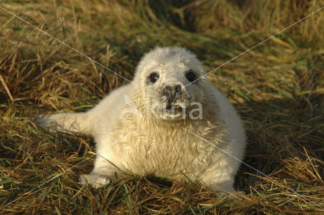 Grijze zeehond