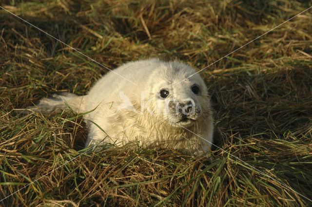 Grijze zeehond