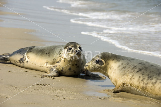 Grijze zeehond