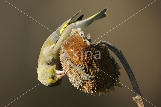 Groenling (Carduelis chloris)