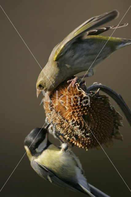 Groenling (Carduelis chloris)