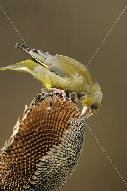 Groenling (Carduelis chloris)