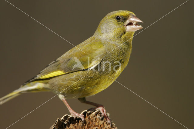 Groenling (Carduelis chloris)