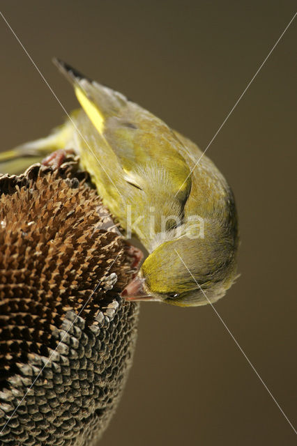 Groenling (Carduelis chloris)