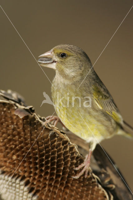 Groenling (Carduelis chloris)