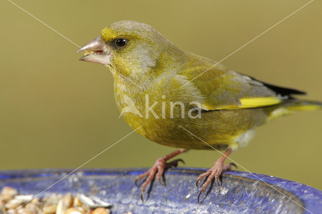 Groenling (Carduelis chloris)