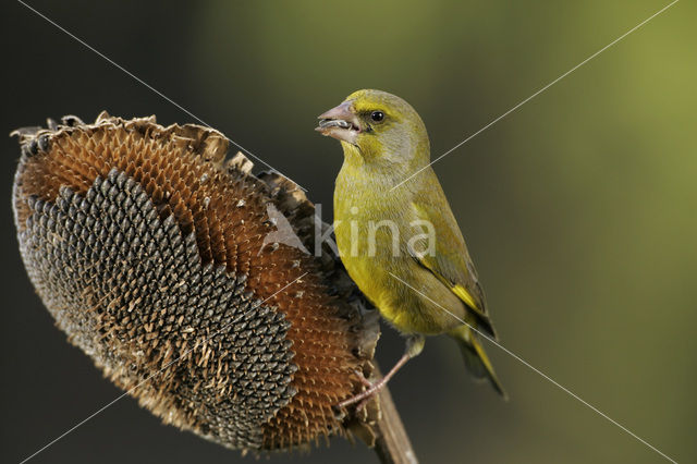 Groenling (Carduelis chloris)