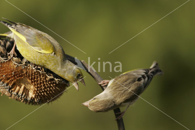 Groenling (Carduelis chloris)