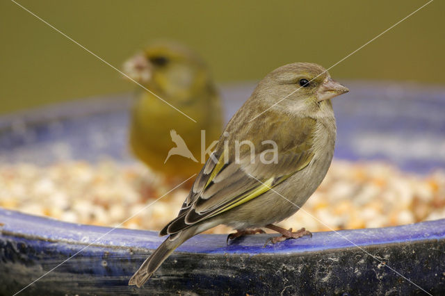 Groenling (Carduelis chloris)