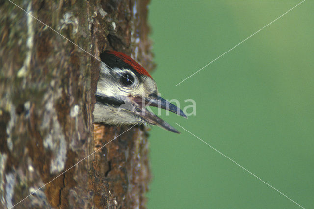 Grote Bonte Specht (Dendrocopos major)