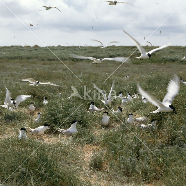 Grote Stern (Sterna sandvicensis)