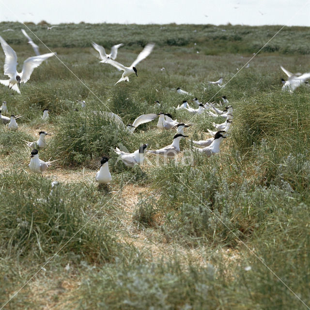 Grote Stern (Sterna sandvicensis)