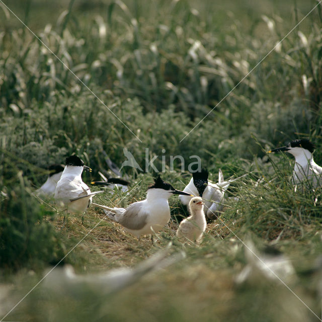 Grote Stern (Sterna sandvicensis)